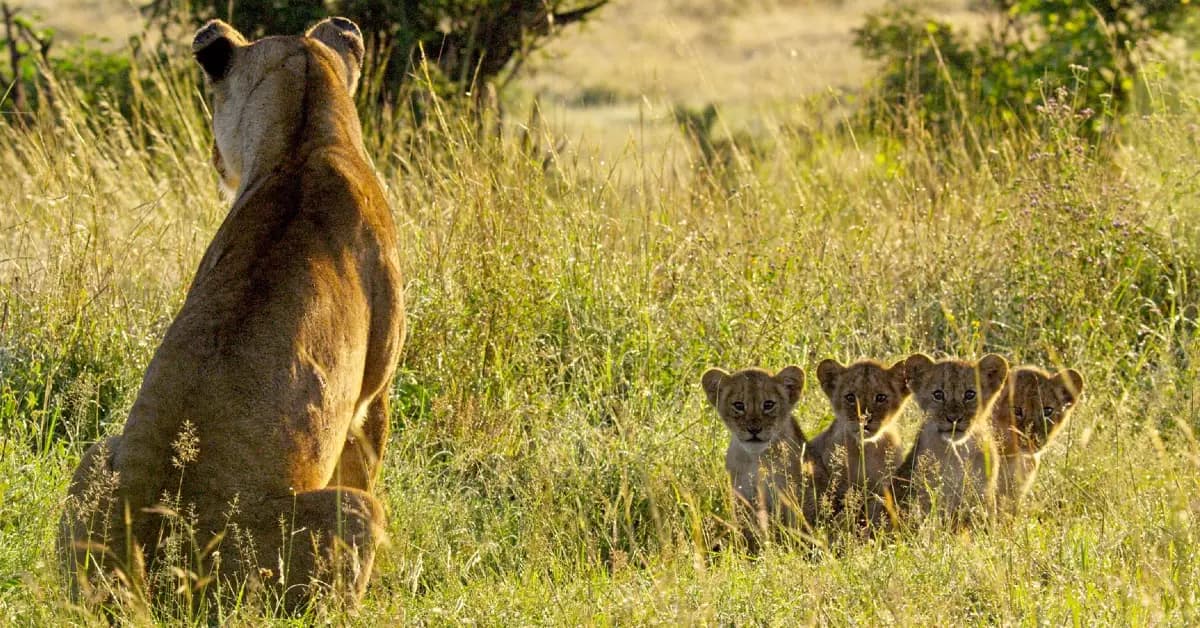 Lioness Kali fiercely protects her four tiny cubs from a pack of wild dogs (Video)