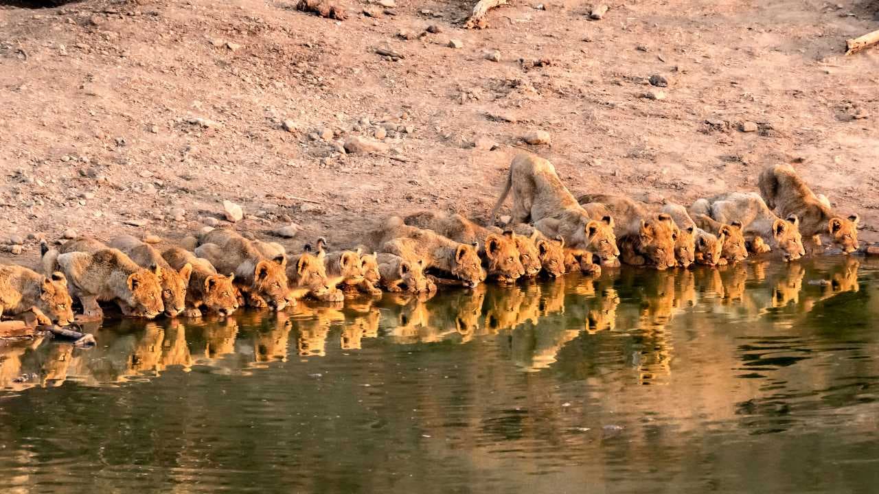 A group of lion cubs and their majestic king are seen drinking water together (Video)