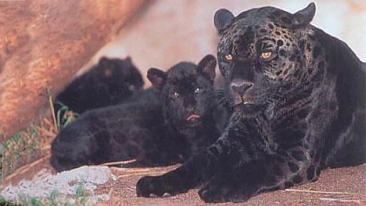 Meet the adorable twin black panthers alongside their mother!