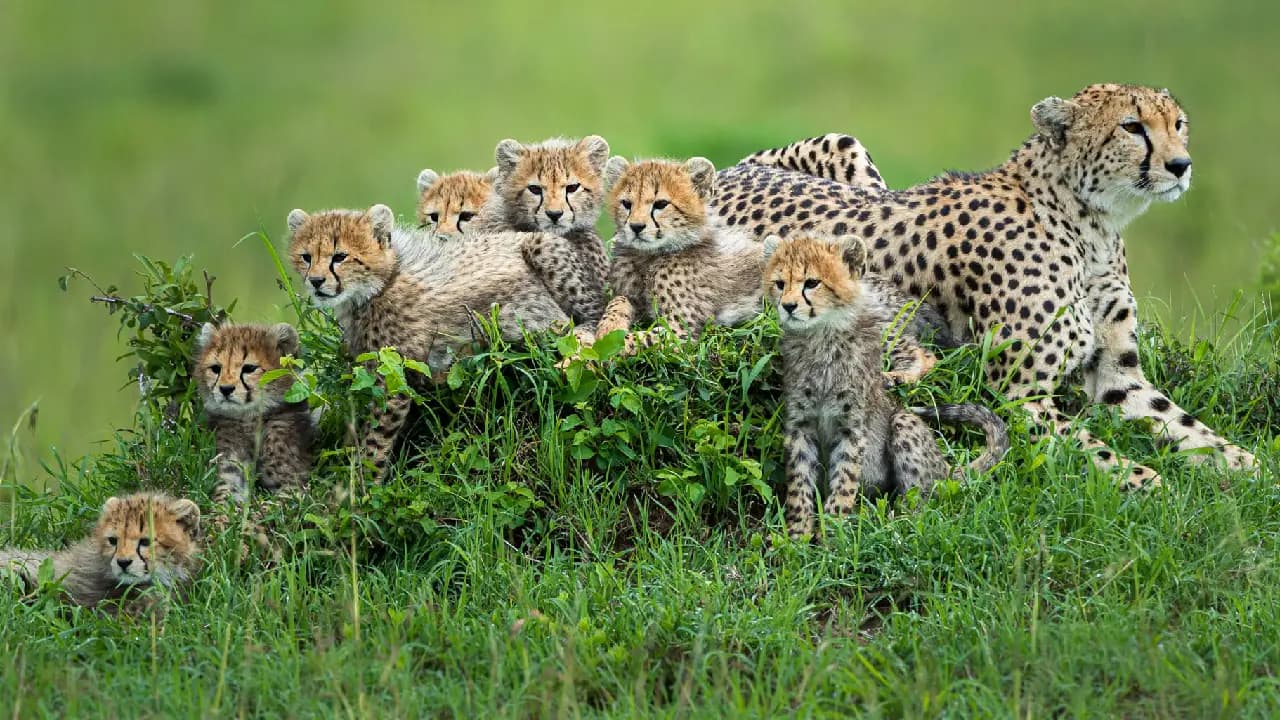 A rare encounter with a cheetah and her seven cubs was observed