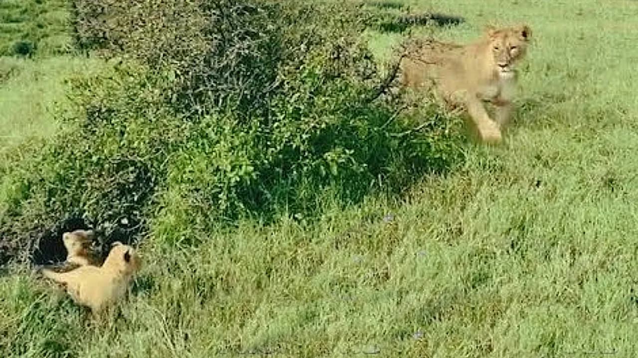 Small lion cubs in search of their mother (Video)