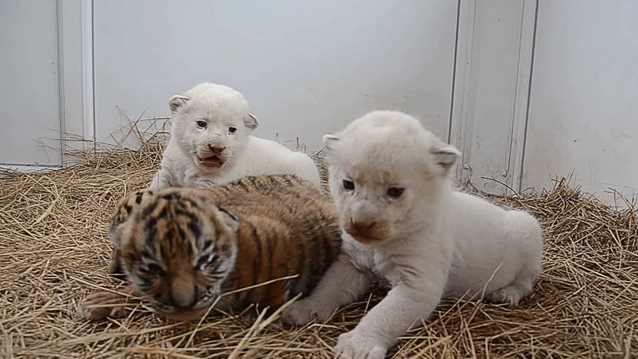 Adorable white lion cubs and tiger cubs! (Video)