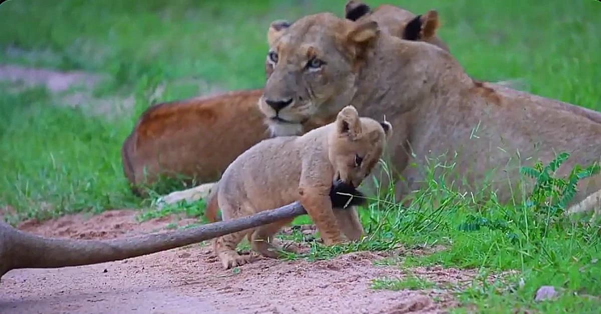 Adorable lion cubs nibble on their mom’s tail as they join the pride, with six new little ones playing alongside their mother (Video)