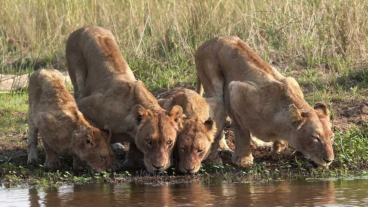 Lion cub and its family enjoy a refreshing drink, showcasing the graceful movements of these magnificent lions (Video)