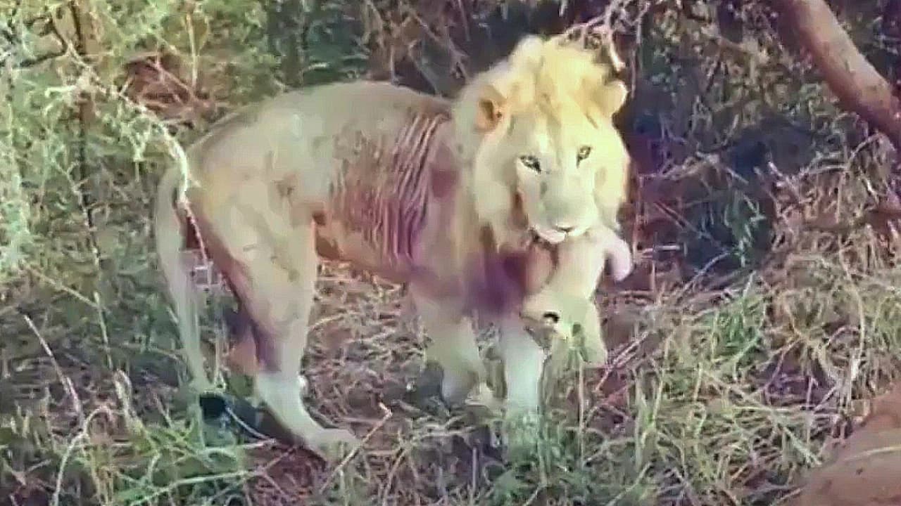 A lion father is holding his tiny cub and caring for it (Video)