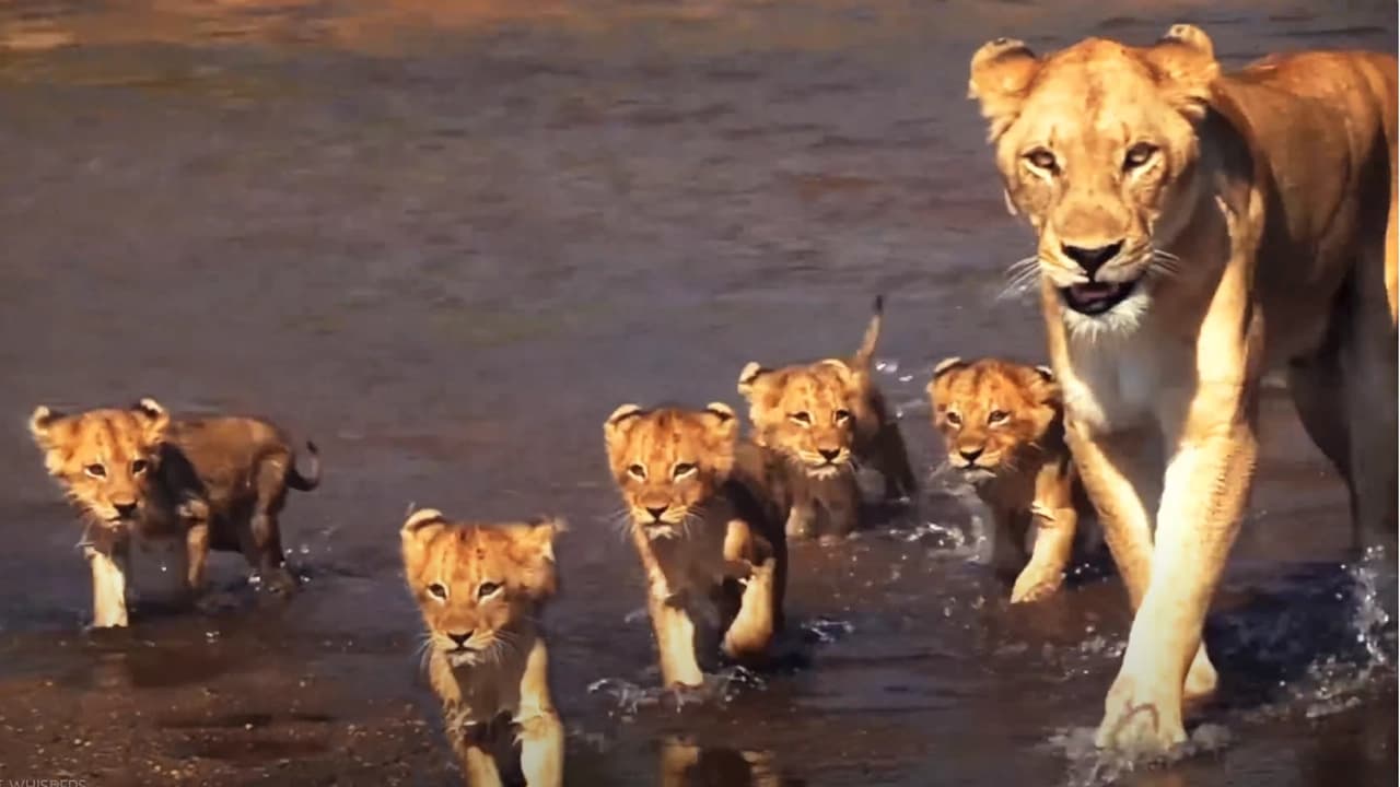 A lioness guides her five cubs to drink and navigate across the sandy river