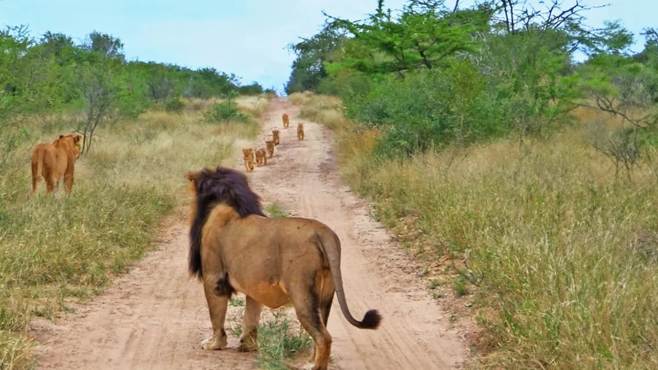 Adorable lion cubs hurry to catch up with their father