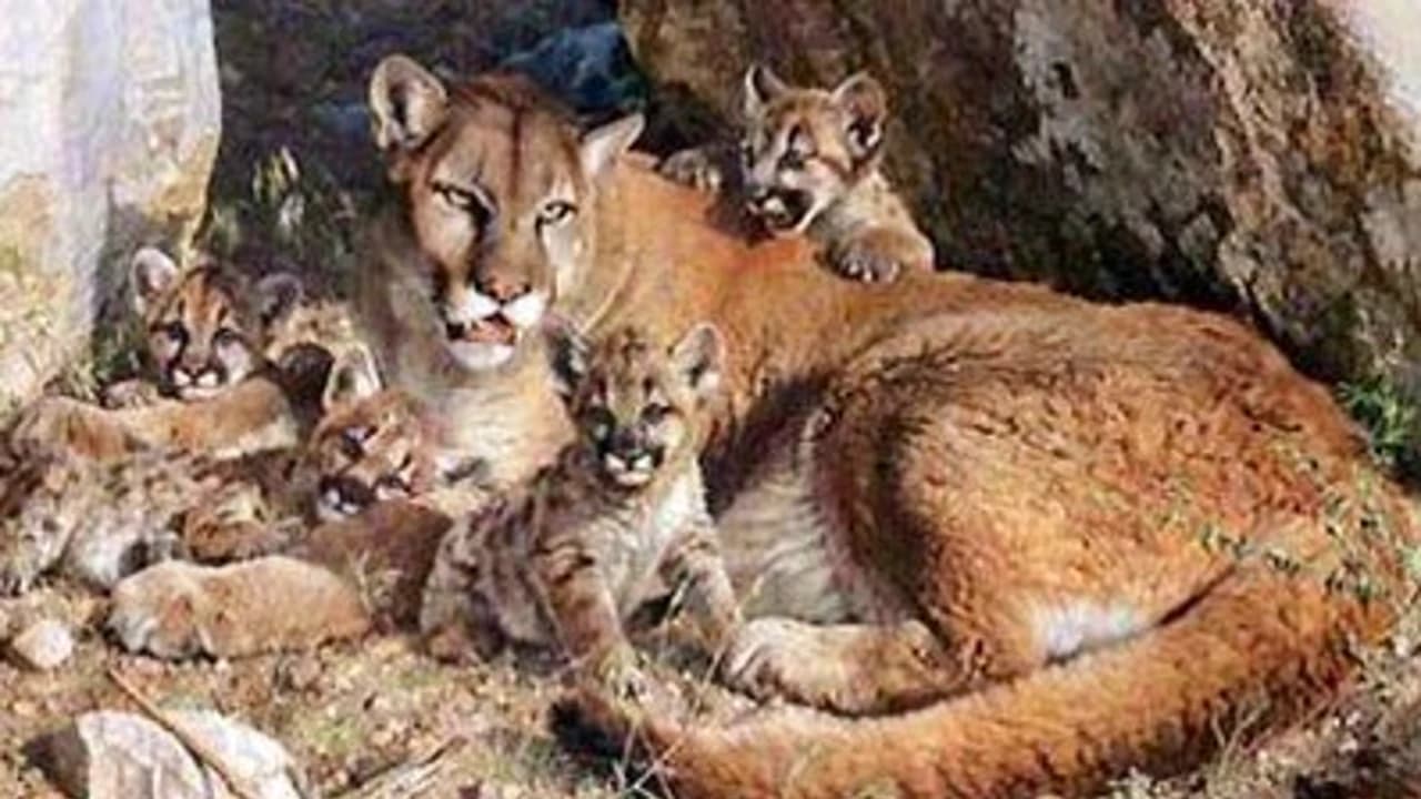 Incredible mother! This mountain lioness defended her cubs from a black bear.