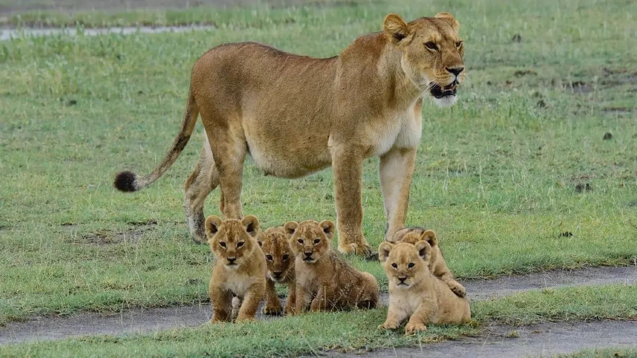 Adorable lion cubs spotted on the road with their mother at MalaMala Safari