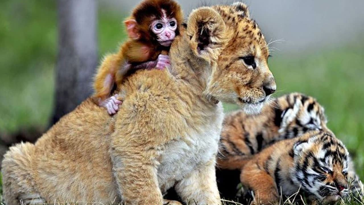 Cute baby monkey forms a close friendship with fierce baby lion and tiger cubs (Video)