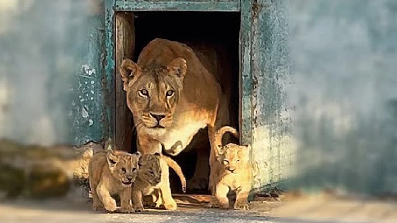 Lola, the mother lion, is strict as she guides and hides her cubs. (Video)