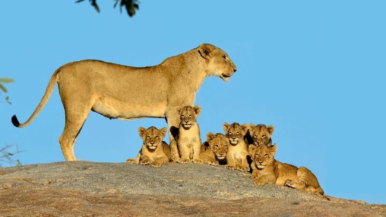 Incredible lioness with six adorable cubs! (Video)