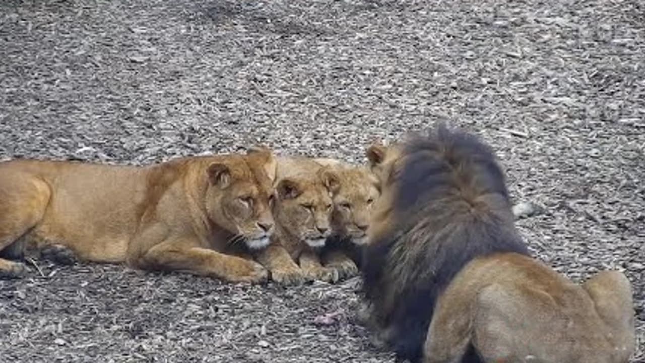 Mother lion teaches her cubs to wait for Father Lion to finish his meal (Video)