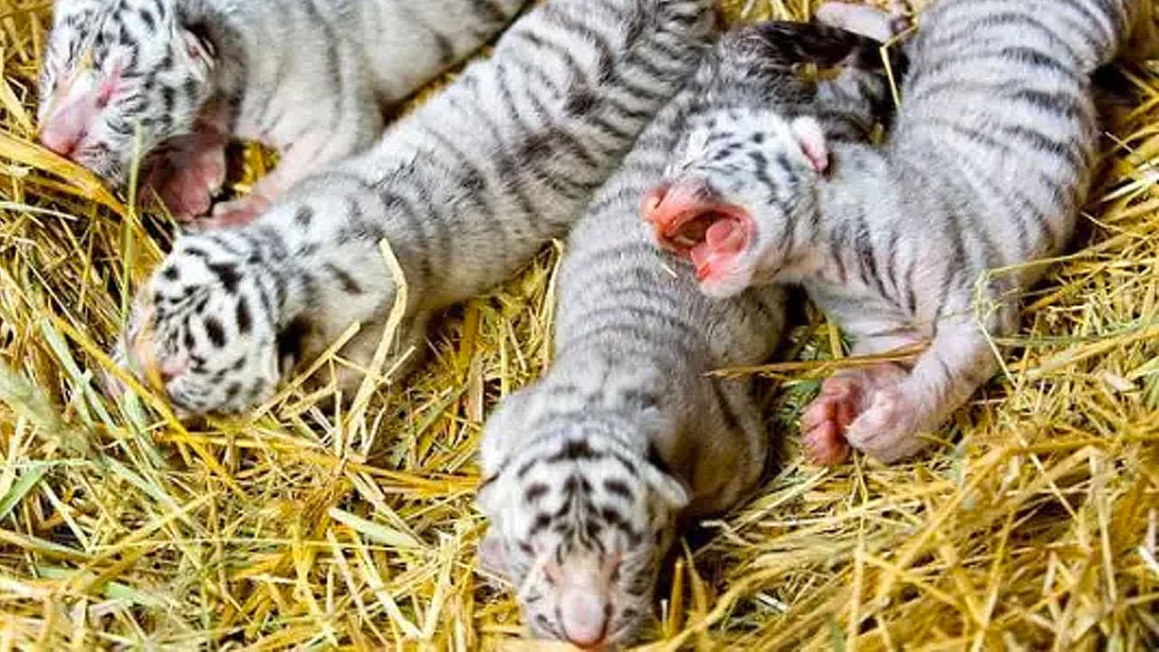 Adorable! Four rare white Bengal tiger cubs born at Yalta Zoo (Video)