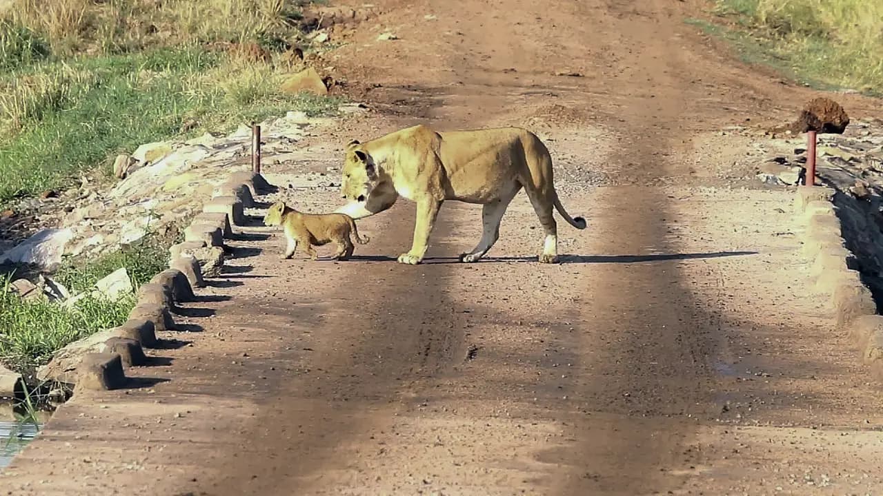 A curious cub attempts to leap off a bridge, but its mother steps in to protect it (Video)