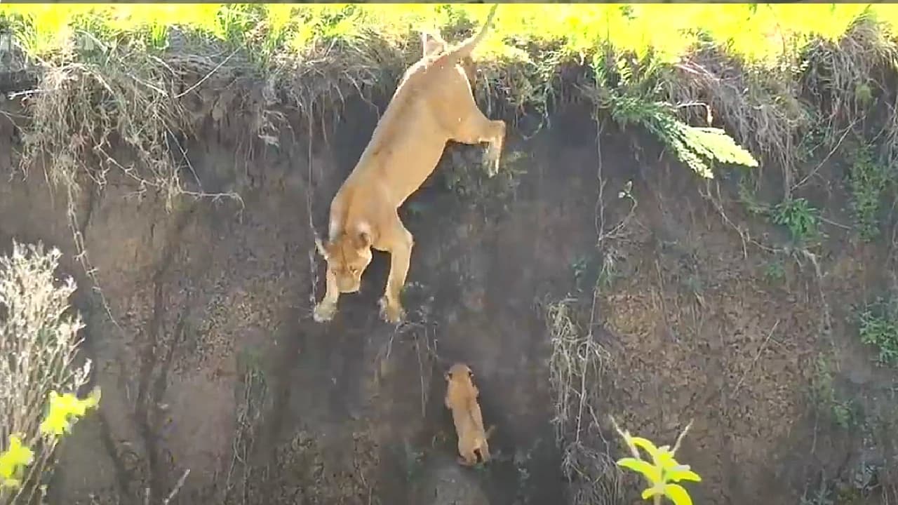 A little lion cub gets a heartwarming rescue from his mother (Video)