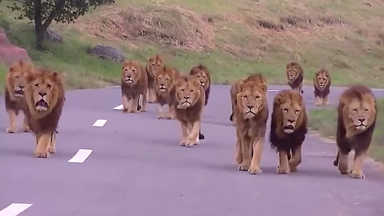 Wow! The Largest Gathering of Male Lions Ever Documented (Video)