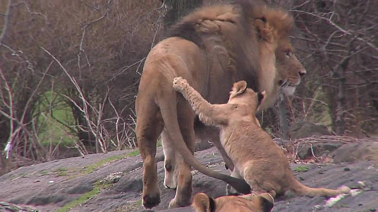 Charming lion cub makes its first appearance at the Bronx Zoo alongside its family