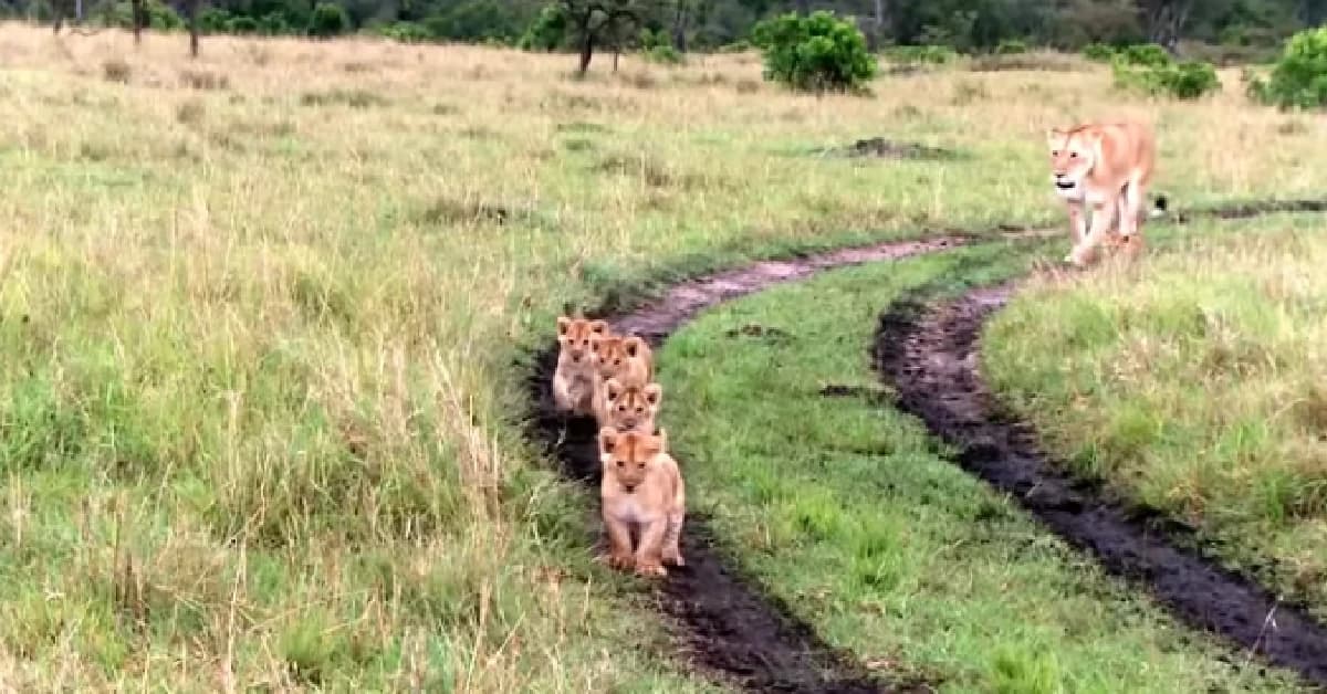 A 37-day-old lion cubs walk in a line with their mother: (Video)