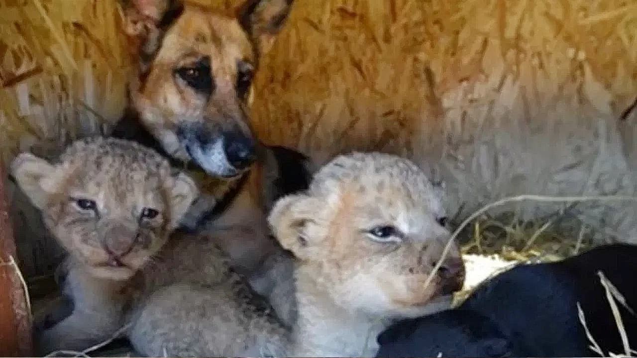 A dog adopted two small lion cubs and lovingly raised them as if they were her own puppies. (Video)