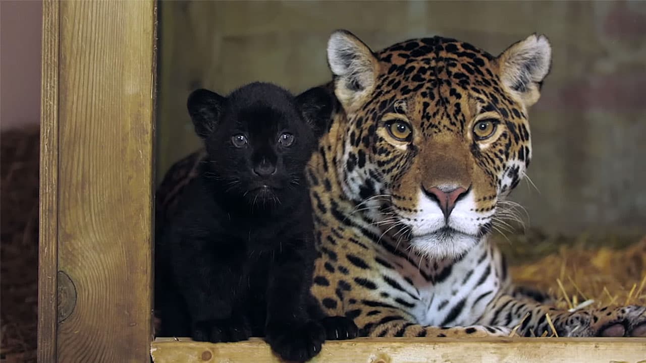 A black panther cub being raised by its jaguar mother