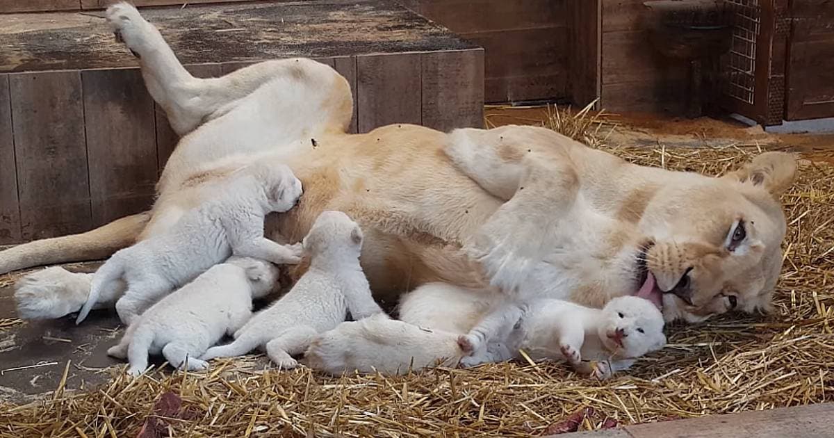 Incredibly rare white lion quintuplets with their mother, showcasing their beauty at the zoo (Video)