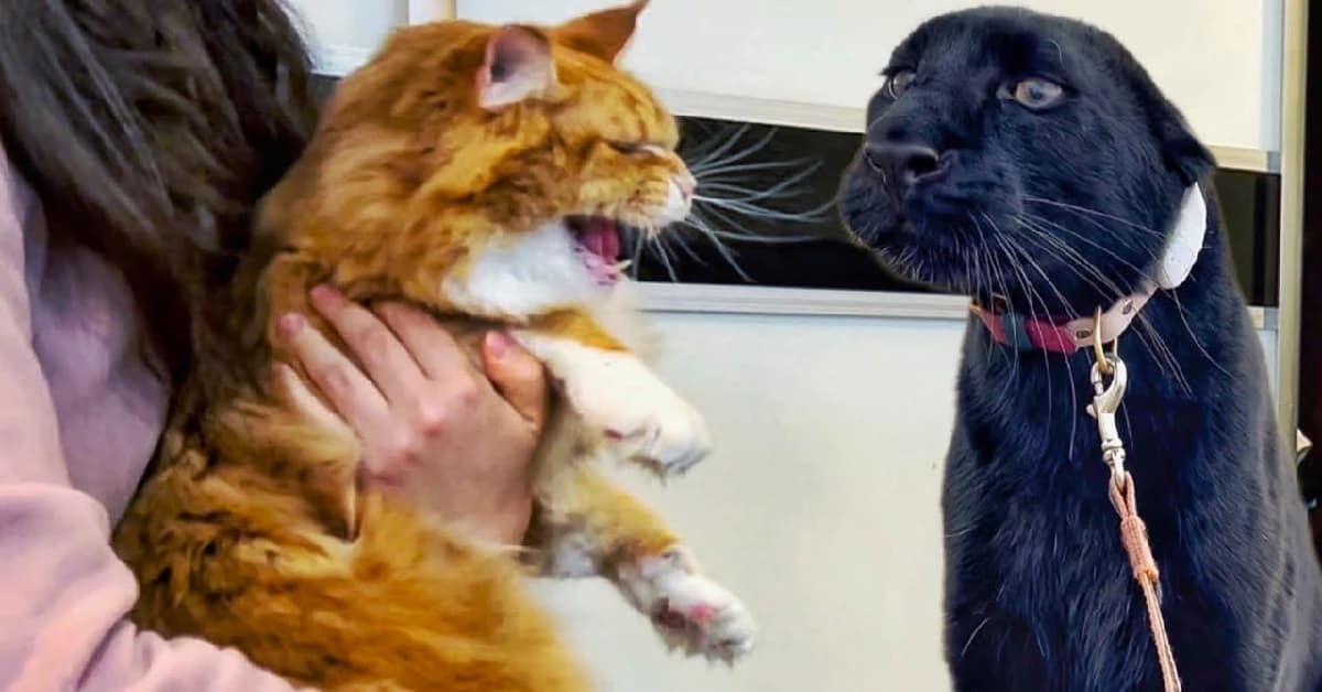 Black Panther’s First Encounter with a House Cat (Watch the Video)