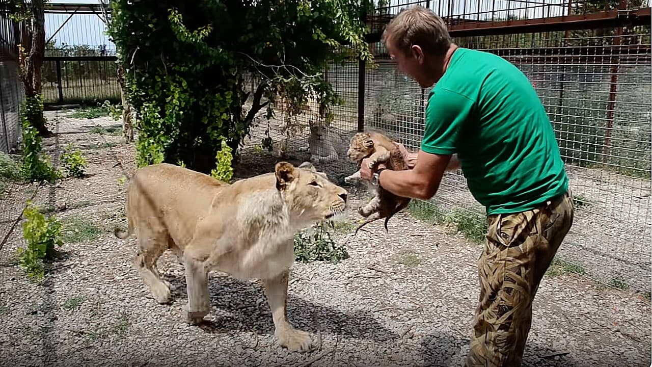 Lioness Mother Choli places her trust in a man to care for her cubs