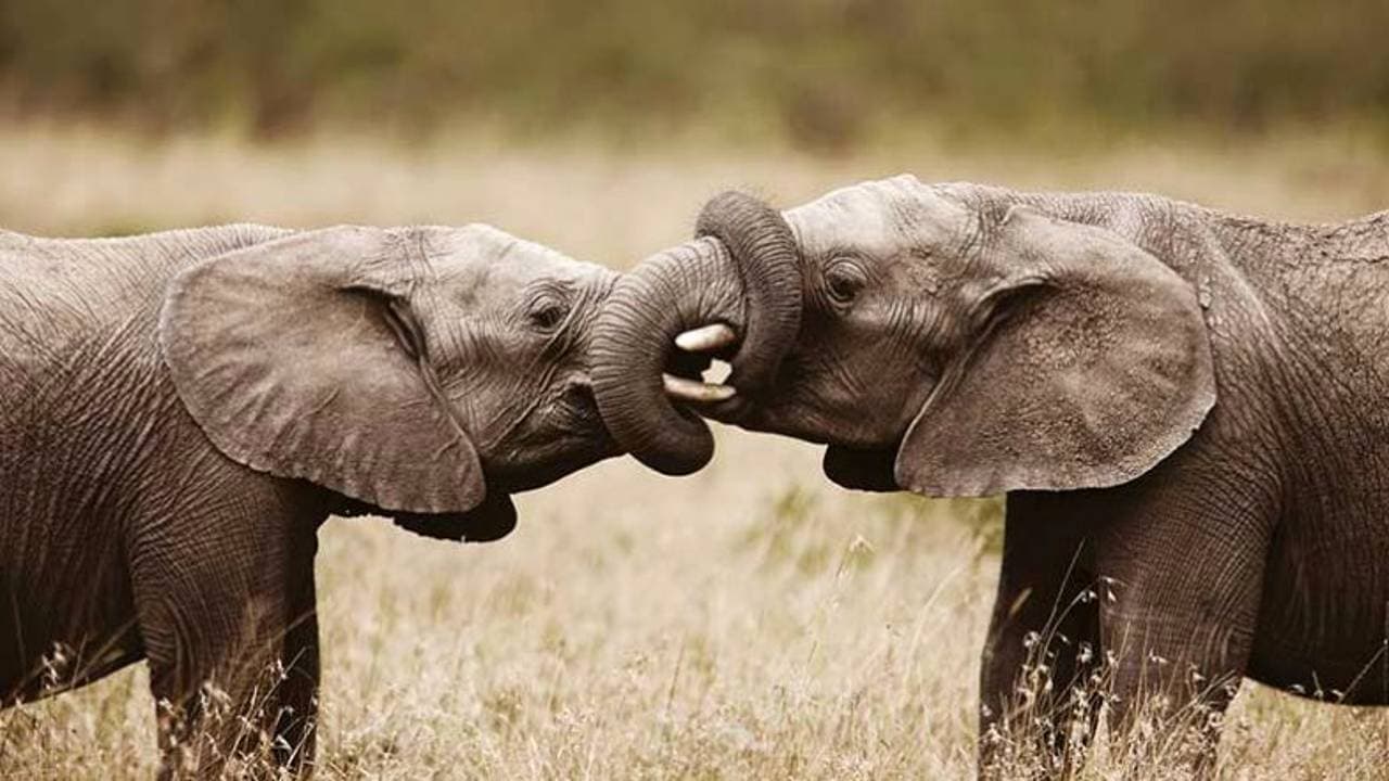 Incredible! A pair of elephants embrace each other with their trunks, capturing a beautiful moment (Video)