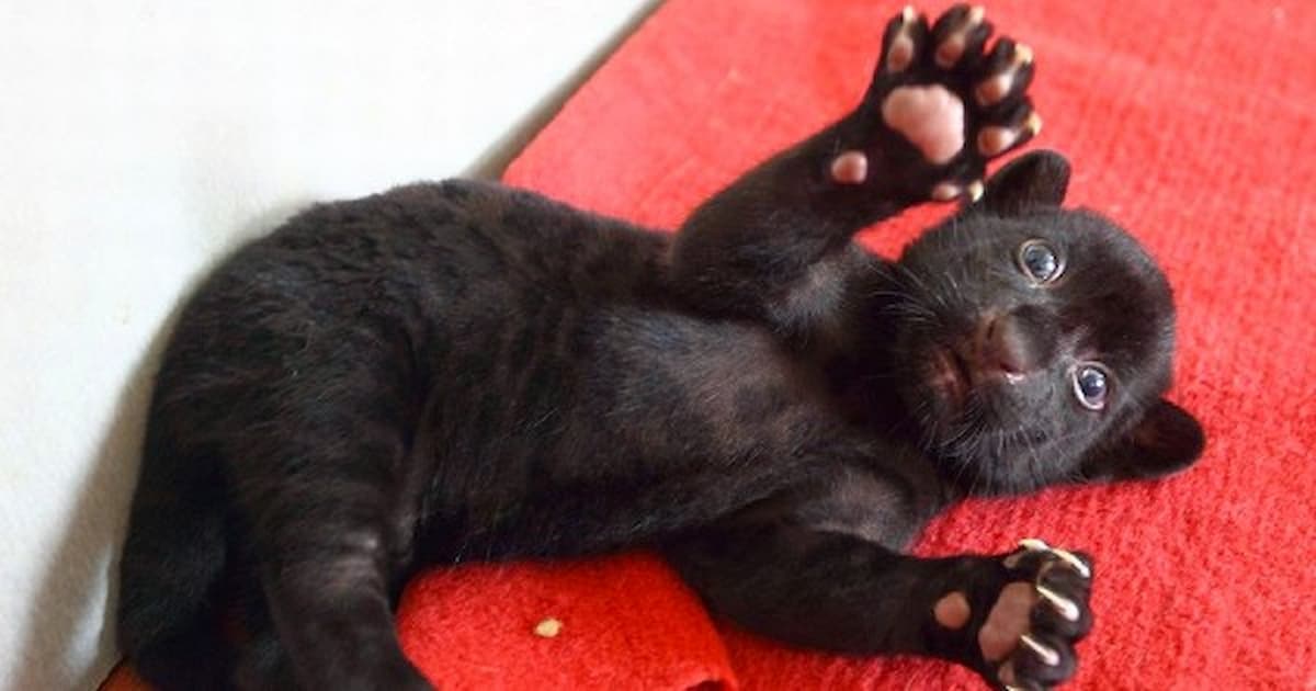 Saved a panther with broken legs and met a leopard, and they became friends (Video)