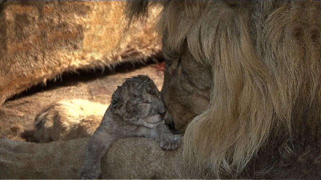 The lion father safeguarded his newborn cub, just one day old