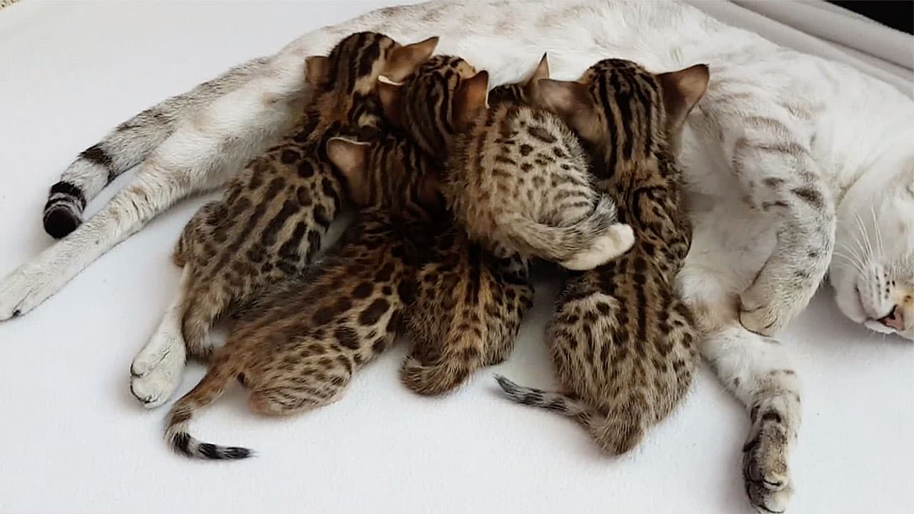 Absolutely gorgeous tiger kittens 😻 with their Snow Bengal mom cat | So Cute (Video)