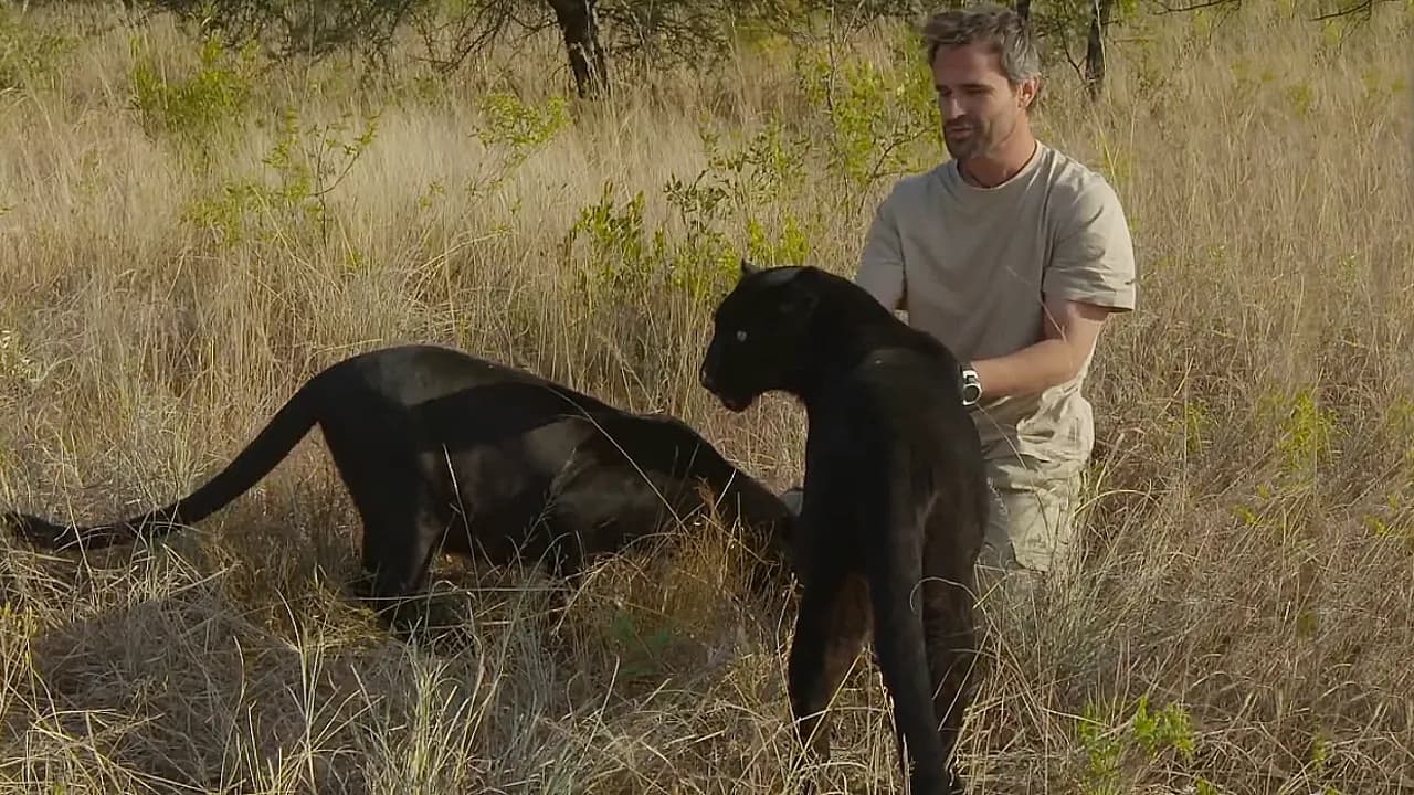 Reconnect with an old friend, the black leopards in the wild (Video)