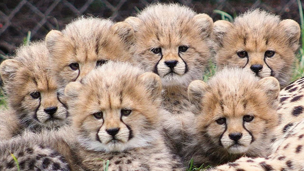 Rare septuplet cheetah cubs are born with stunning coats (Video)