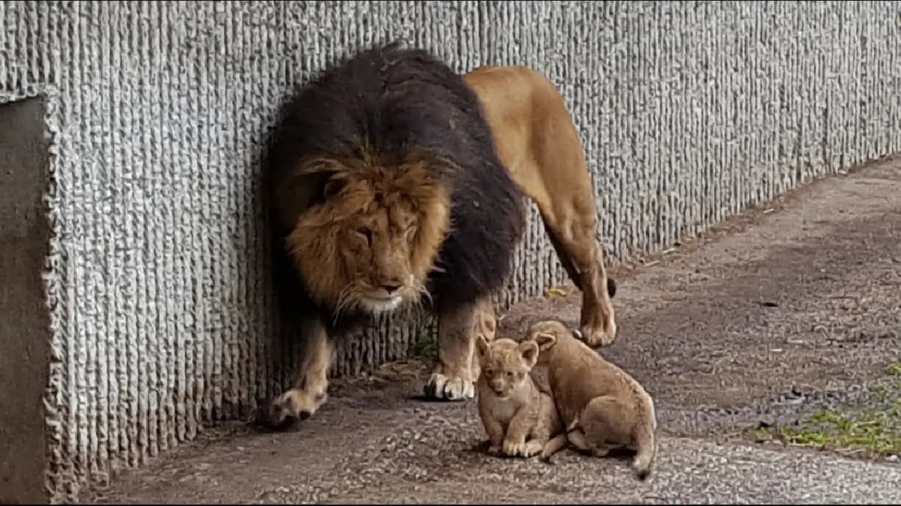 Lion King father encounters his cubs for the first time