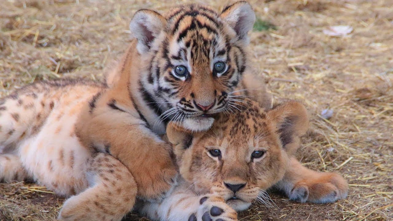 Tiger cub and lion cubs share a close friendship (Video)