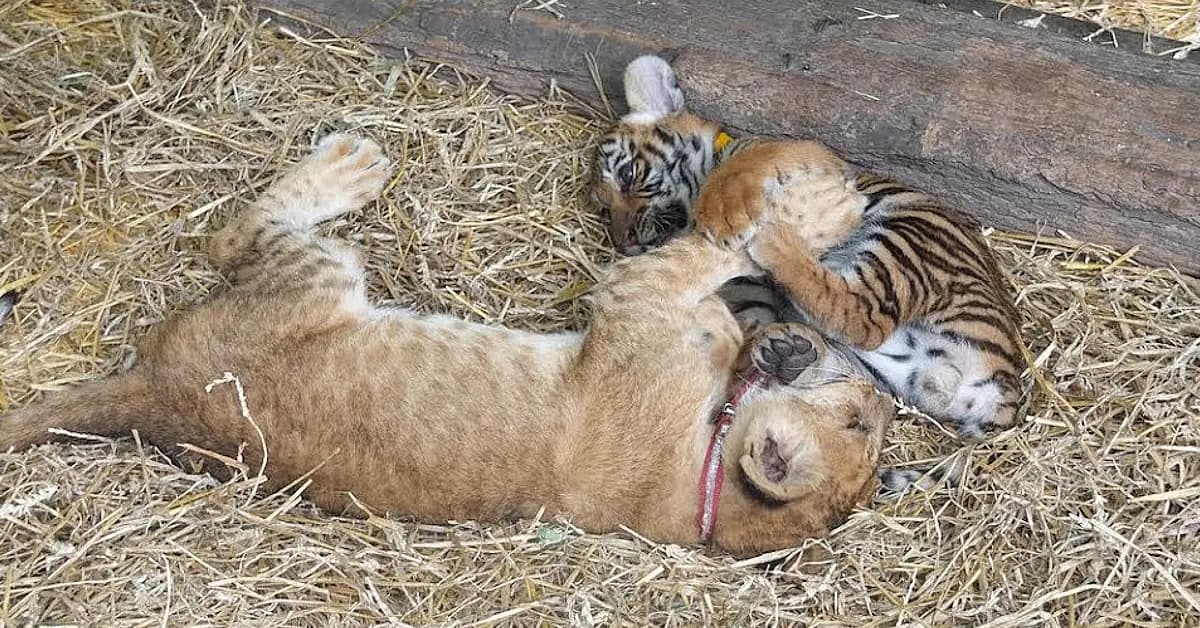 A tiger cub, a lion cub, and puppies having fun together (Video)