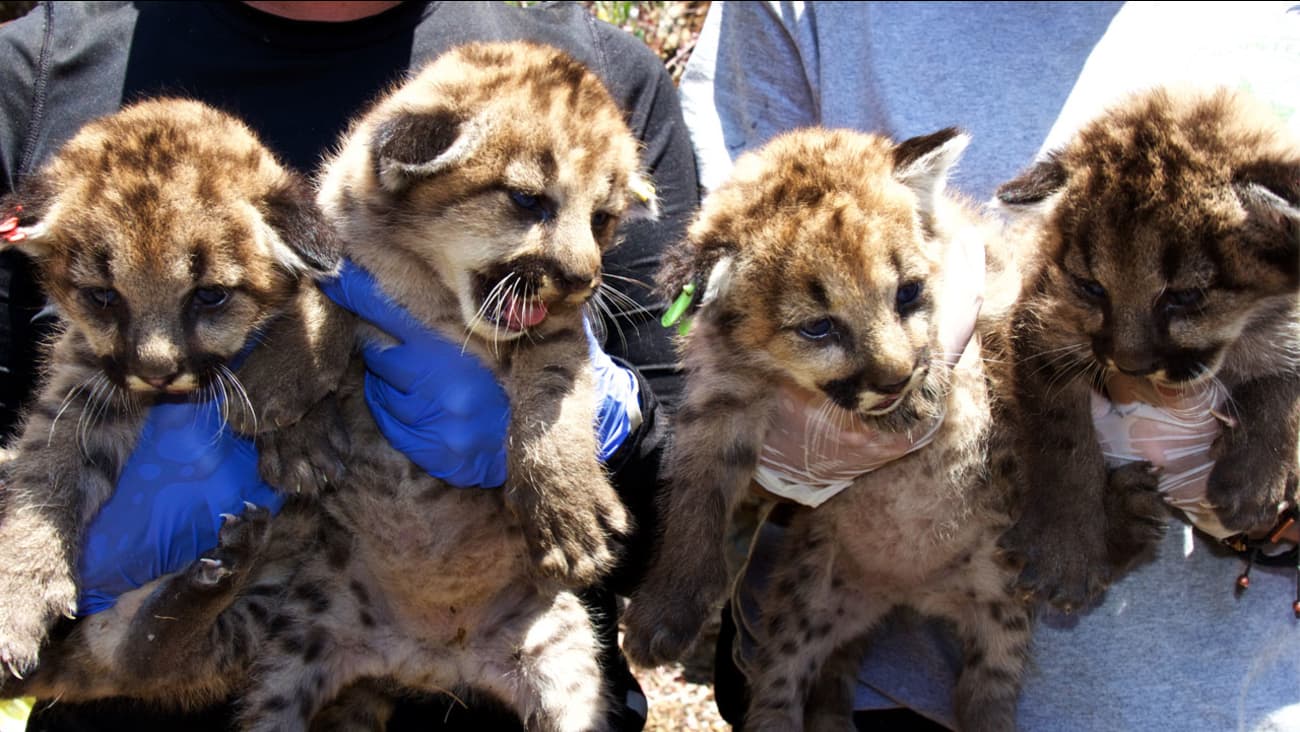 Four new mountain lion kittens discovered in the Santa Monica Mountains (Video)