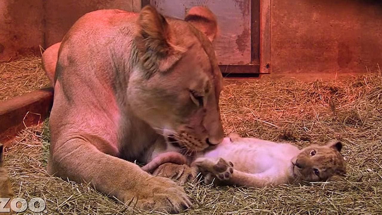 Get up close and personal with playful lion cubs at Seattle’s Woodland Park Zoo