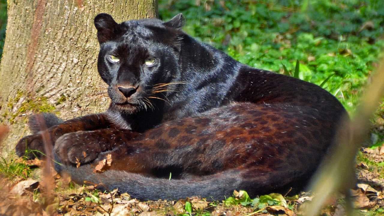 Encounter a Black Panther – Panthera at Xcaret Maya in Mexico