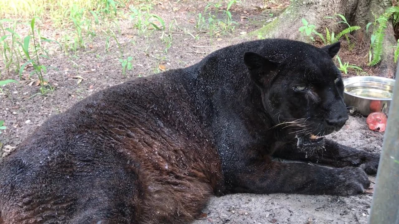 Introducing Sabre, a rare 25-year-old black leopard (Video)