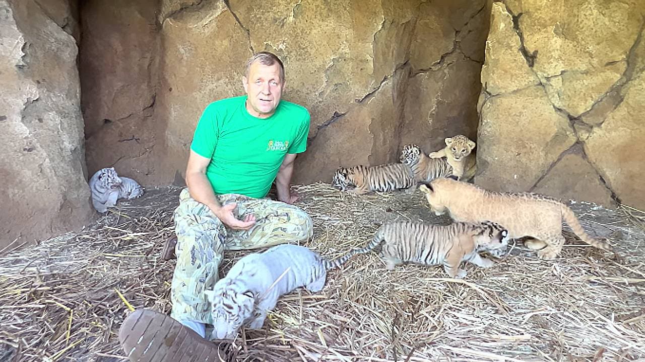 A man begins the process of training lion cubs, a snow white tiger cub, and a Bengal tiger cub to coexist with humans (Video)