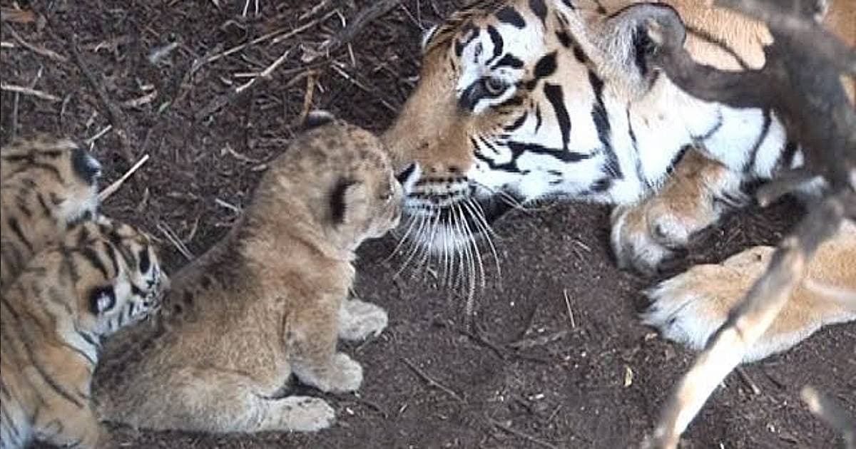 Tigress rescues and raises a lion cub (Video)