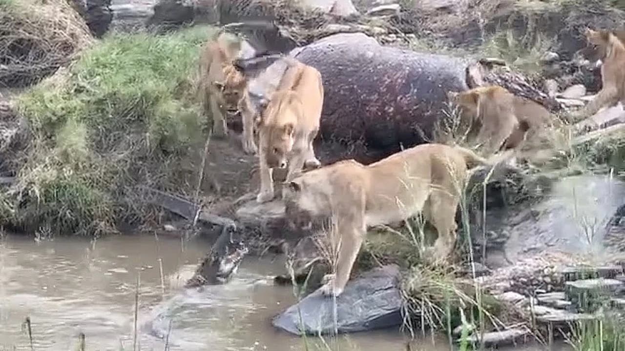 Lions show no interest in crocodile (Video)