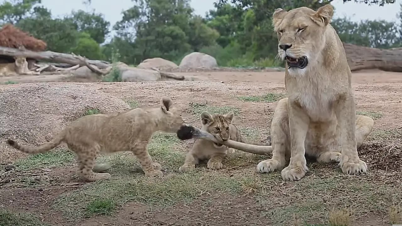 Lion cubs playfully nibble on their mother’s tail