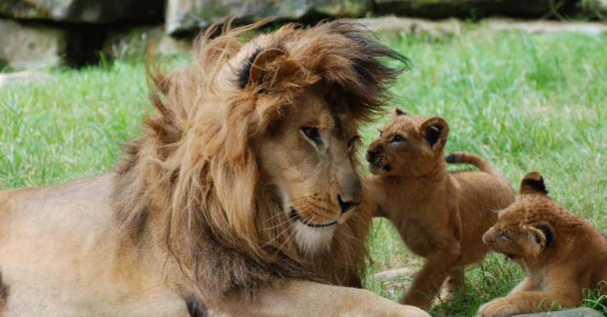 Adorable twin lion cubs can’t get enough of teasing their dad at Mogo Zoo – it’s the cutest thing! (Video)