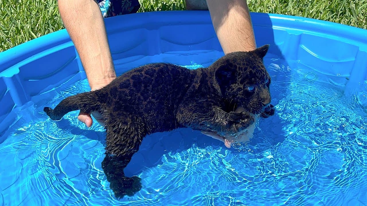 Instructing a baby black panther on how to swim! (VIDEO)