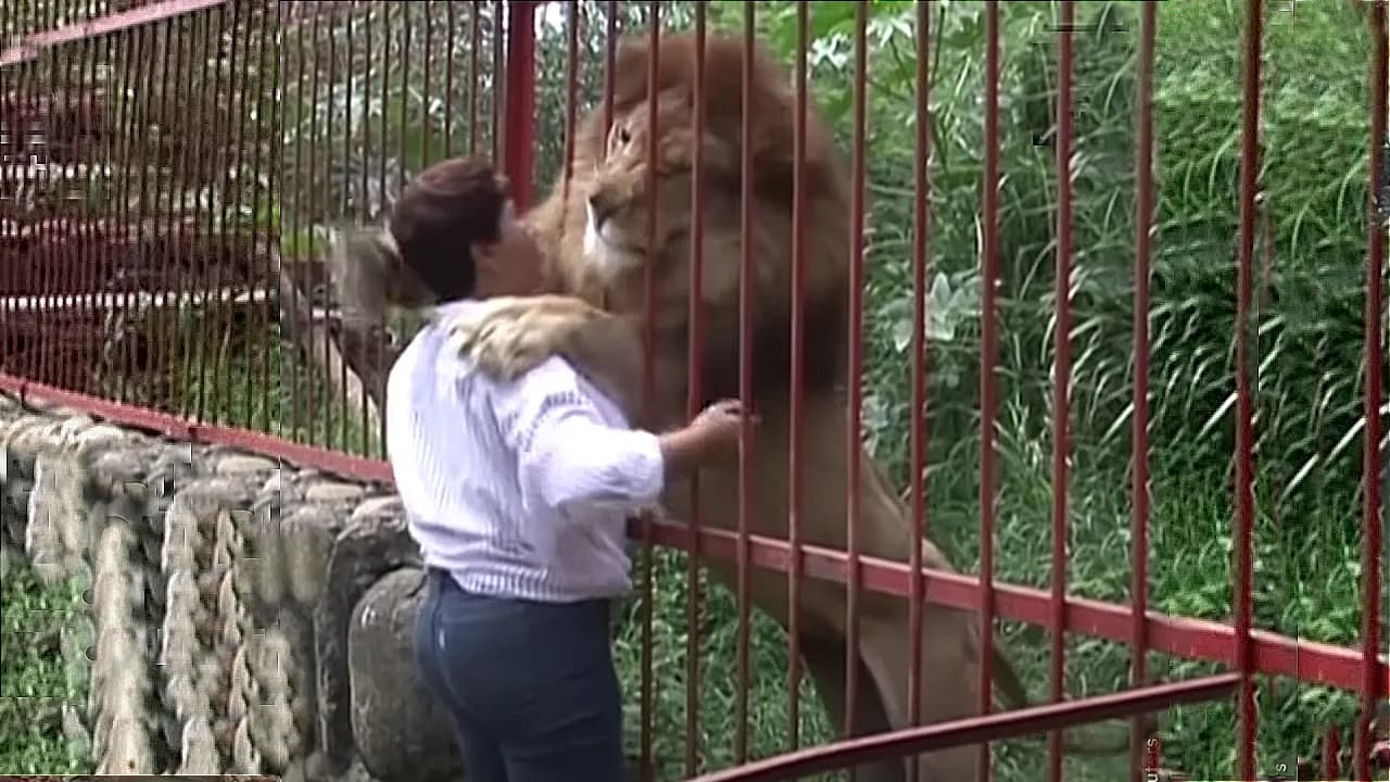 Lion Reconnects With His Human Caregiver