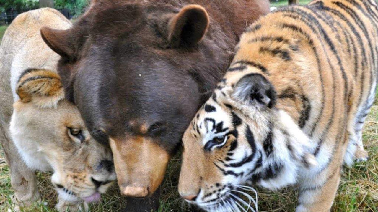 Incredible! A Tiger, Bear, and Lion Share a 15-Year Friendship Living Together as Companions (Video)