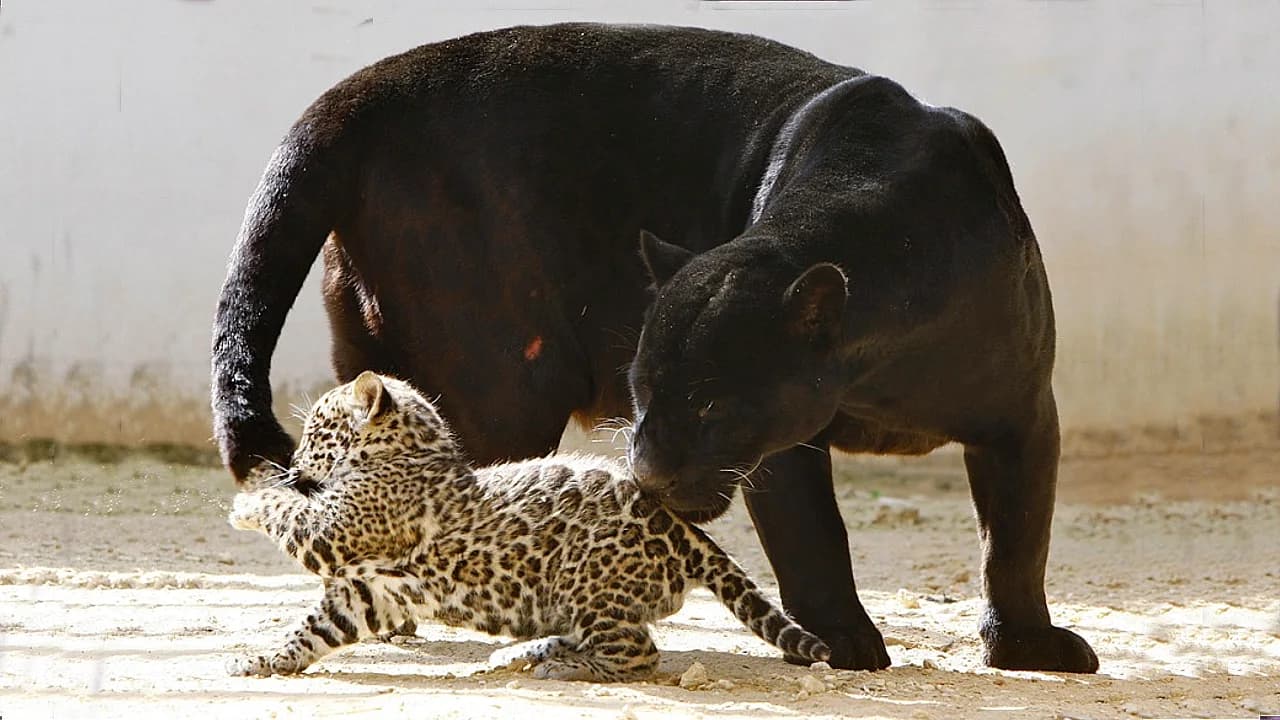 A young black mother safeguards her newborn spotted jaguar cub: such a beautiful family